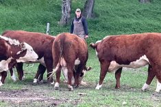Don Guilford with a group of first-calf heifers