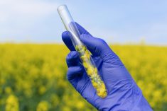 canola development illustration