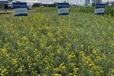 BY 6219TF, shown here at right in a display plot at Ag in Motion in July, is billed as a medium-maturity canola suitable for all growing season zones.