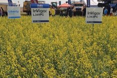 New canola hybrids for 2025 - Grainews