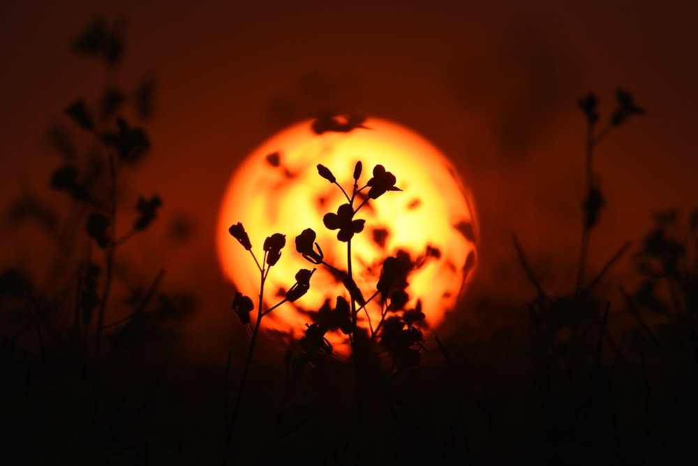 Canola growing with sun rising behind