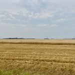 A partially harvested wheat field near Selkirk, Man., on Aug. 24, 2024. Photo: Greg Berg