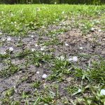 Hail in a yard west of Somerset, Manitoba, June 12, 2024. Photo: Alexis Stockford/File