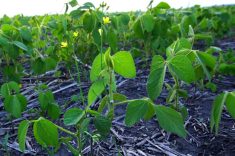 volunteer canola in soybeans