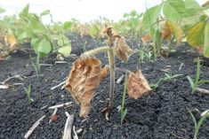 Root diseases do their worst between germination and early flowering, leading to poor emergence and stunted, yellowed seedlings.