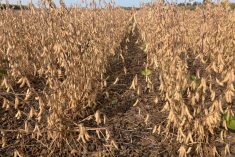 Corteva’s next round of soybean product launches will be enhancements on products that are already available.