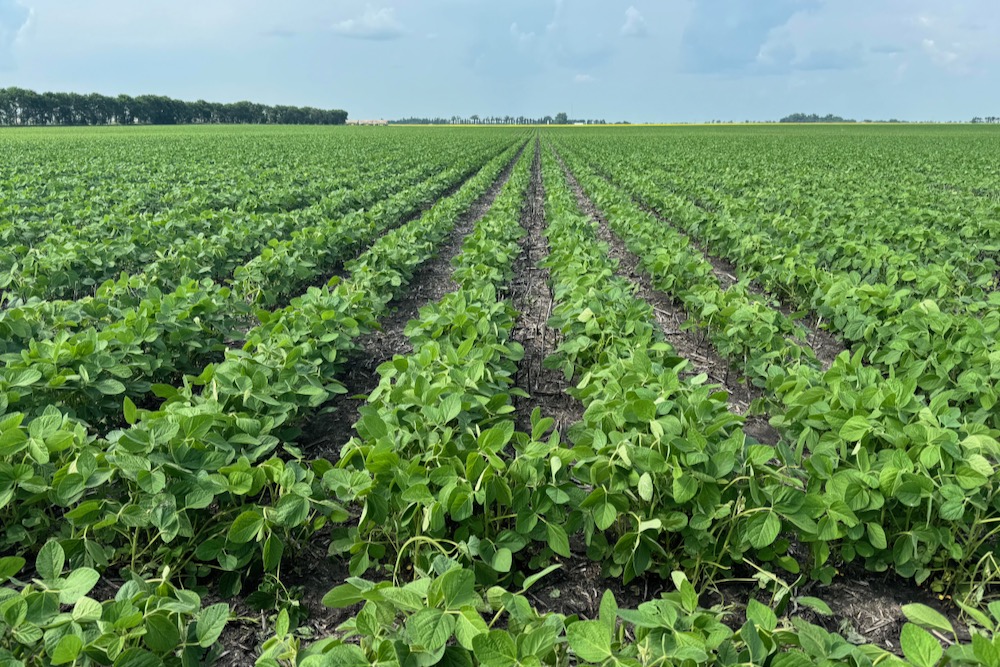 soybean crops