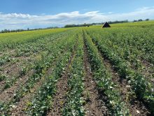 A field of canola being grown for hybrid seed, with orange shelters for leafcutter bees in the background.