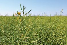 canola in manitoba