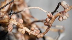 nitrogen nodules on faba beans