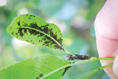 Photosensitizers are expected to help control "soft-bodied" insects such as aphids, Loveland's Francisco Manzano says.