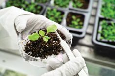 Adding biologicals to the soil doesn’t always work in the field, so a better approach could be altering the plant genome to work in synergy with soil microbes, a plant scientist and soil microbiology expert from the University of Kansas says. 