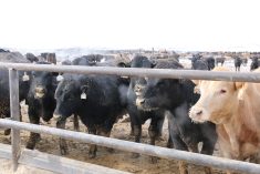 Fed cattle prices are expected to trend lower from October 2024 to December 2025.