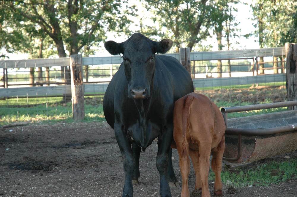 cow and calf