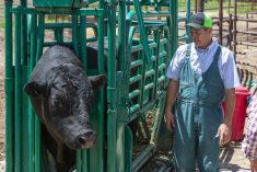 Cattle chute