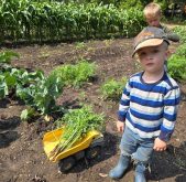 Ian pauses for a picture while harvesting a few of Joseph’s carrots for fresh eating.