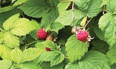Raspberries in the patch are a thorny affair, so wear protection to minimize scratches.