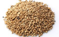 Saskatchewan canary seed exports surpass C$100 million in 2023