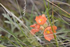 One plant can have many aliases. Scarlet mallow, a native prairie wildflower, is also referred to as salmon pinks or “cowboys’ delight.” Biologists generally use Latin plant names to avoid common name confusion.