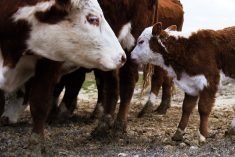 cow and calf