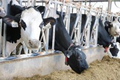 Hoof strength problems are one area where the use of chelated minerals could make sense.