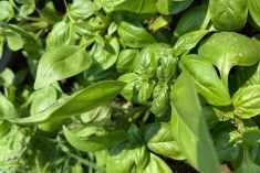 Fresh basil still in the garden.