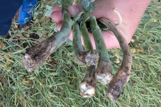 An open canola stem revealing blackleg