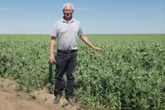 The writer with a field of peas. Like corn or barley, peas can be fed to high-milk producing dairy cattle as a good dietary energy source.