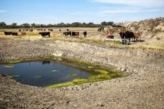 When stock water levels drop, a solar water system can help extend the quantity and preserve quality in the remaining water.