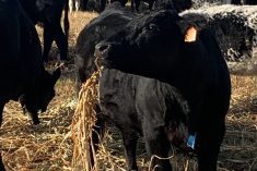 A calf chows down on sorghum on John Griffin’s south-central Saskatchewan ranch.