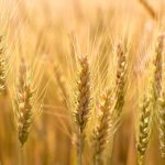 Stephen Nicholson is predicting high demand for wheat and canola.