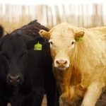 (Photo courtesy Canada Beef Inc.)
