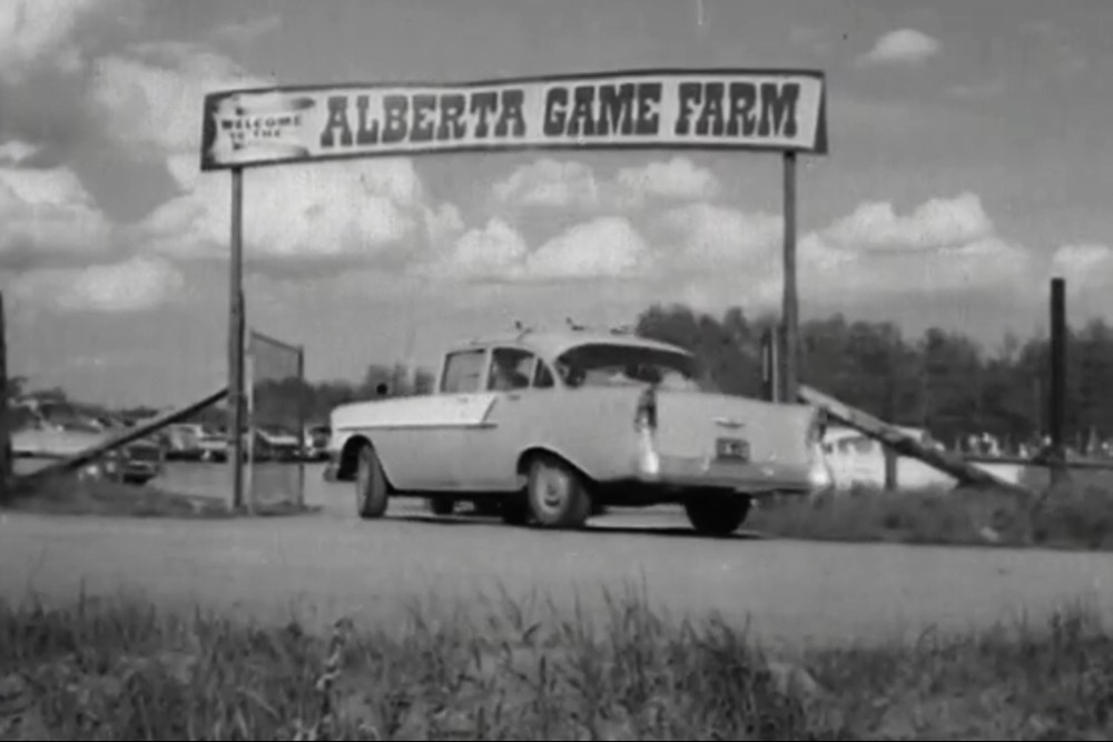 Al Oeming’s Edmonton-area game farm, shown here in the 1963 film 'Noah of the North,' served as a reservoir for vanishing and even vanished animal species.