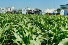 A selection of Proven Seed corn varieties — including PV 60474RIB, due out for the 2025 growing season, at right — at Nutrien Ag Solutions' plot at Ag in Motion in July.