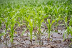 corn in wet soil