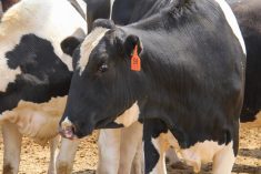 Holstein-beef cross feeder cattle