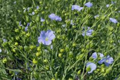 Here’s a closer-up look at a plot of CDC Esme growing outside the SeCan booth at Ag in Motion at Langham, Sask. in July.