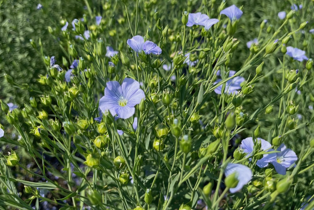 Here’s a closer-up look at a plot of CDC Esme growing outside the SeCan booth at Ag in Motion at Langham, Sask. in July.