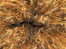 Digging into the cause of poor yields