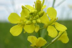 A brown mustard flower in bloom. As of mid-October, brown mustard is priced at just over 30 cents/lb.