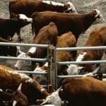 Klassen: Feeder market holds at higher levels