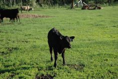 Once calves are weaned, there are options for when they can be marketed.