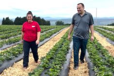 Quebec OYF nominees Alison Blouin and Simon Plante among the strawberries on the Polyculture Plante farm.