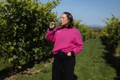 Geena Luckett says one of the most popular wines at Luckett’s Vineyard, near Wolfville, N.S., is a vintage known as Phone Box Red, in recognition of her dad Pete’s British heritage. In the centre of the vineyard is a red phone box, such as those commonly found in England. The phone within is operating, and visitors can call anywhere in the world for free.