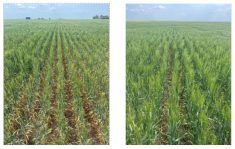 At left is a wheat crop seeded on shorter or more conventional stubble height, which trapped less snow over winter. At right is a more robust crop growing in taller stubble that was able to capture more snow.