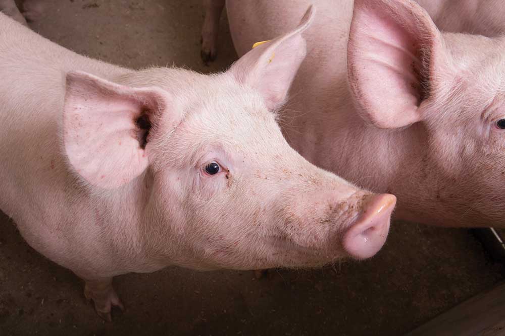 U.S. livestock: Lean hogs weaken on wholesale pork prices, Goldman roll