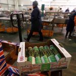 Boxes of asparagus are seen at Cobrey Farm in Ross-on-Wye, Britain on March 11, 2019. (Photo: Reuters/Peter Nicholls)
