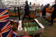 Boxes of asparagus are seen at Cobrey Farm in Ross-on-Wye, Britain on March 11, 2019. (Photo: Reuters/Peter Nicholls)