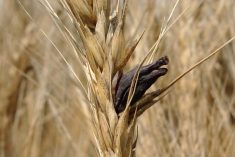 ergot floret