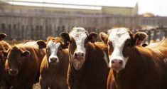 U.S. livestock: Feeder cattle hit highest levels since July